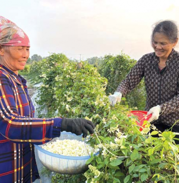 Trà hoa sâm núi Dành: Tinh túy gói gọn trong tách trà