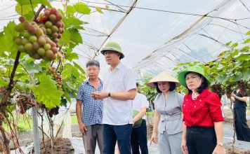 Hiệu quả sản xuất từ Diễn đàn Khuyến nông@