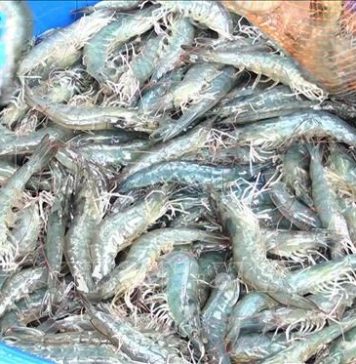 Ứng dụng công nghệ cao phát triển nghề nuôi tôm