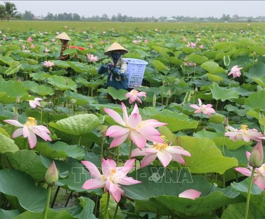 Siêu lợi nhuận từ đa dạng hóa sản phẩm từ sen