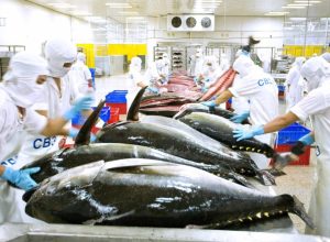 Xuất khẩu cá ngừ lên đỉnh 2 năm