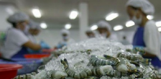 Vượt khó nửa đầu năm, doanh nghiệp xuất khẩu tôm nỗ lực tăng tốc để về đích