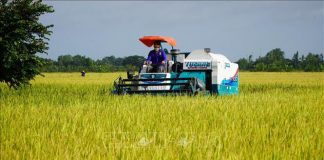 Tín hiệu vui từ Đề án sản xuất lúa chất lượng cao, phát thải thấp