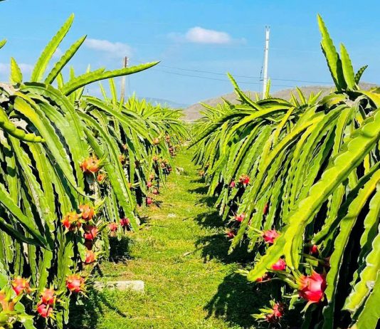 Bình Thuận công bố 10 sản phẩm chế biến từ trái thanh long