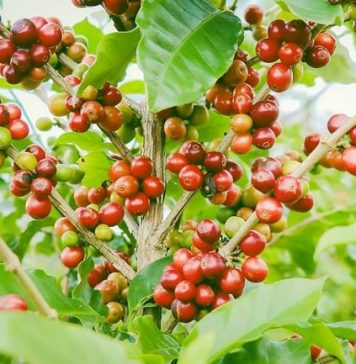Giá cà phê vượt đỉnh