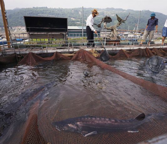 Giải quyết tình trạng cá nước lạnh cung không đủ cầu