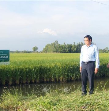 Giá lúa tăng cao, nông dân kỳ vọng vụ mùa bội thu