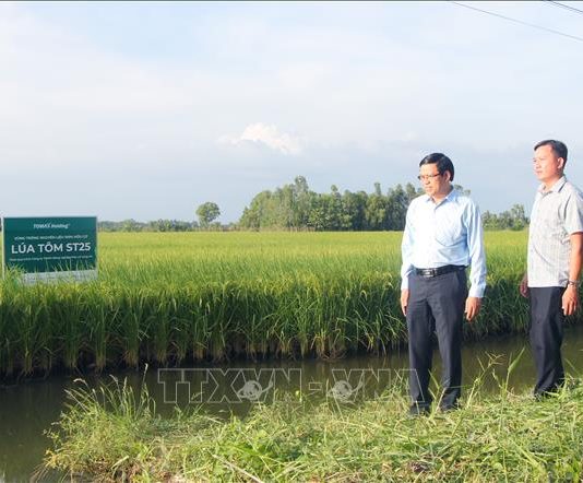 Giá lúa tăng cao, nông dân kỳ vọng vụ mùa bội thu