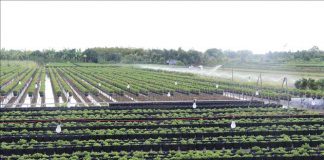 Nông dân đạt lợi nhuận kép trong sản xuất nông nghiệp