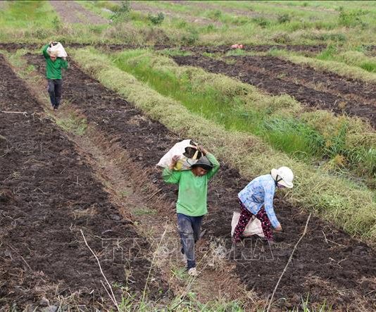 Khai thác thế mạnh thị trường nội địa trong tiêu thụ nông sản