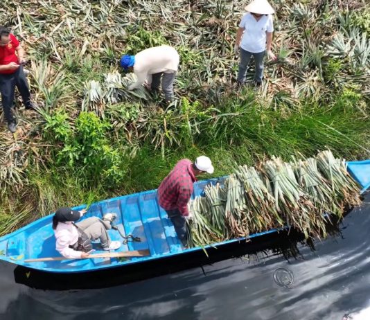 Biến lá dứa thành xơ, sợi trong ngành dệt may
