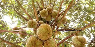 Thúc đẩy chuyển đổi số, chuyển đổi xanh ngành nông nghiệp tại Tây Nguyên