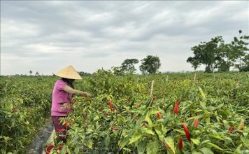 Tái cơ cấu nông nghiệp theo hướng bền vững