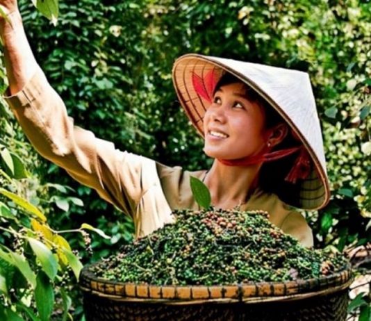 Tái thiết ngành hồ tiêu theo hướng bền vững