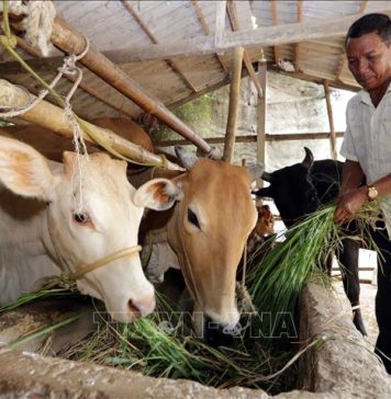 Số hóa chăn nuôi giảm phát thải