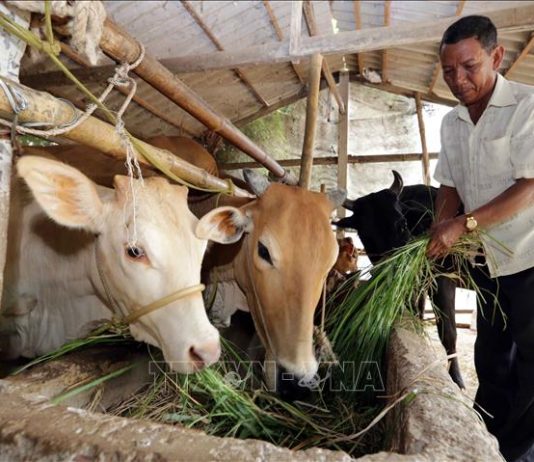 Số hóa chăn nuôi giảm phát thải