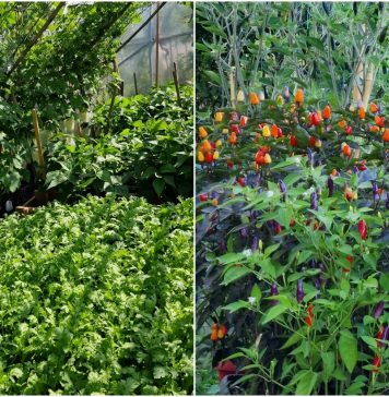 Người đàn ông Pháp với khu vườn ngập tràn rau củ Việt Nam