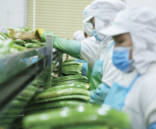 Xuất khẩu rau quả chế biến của Việt Nam thu về gần 1,1 tỷ USD