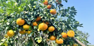 Đặc sản cam bù vàng rực triền đồi, giá gấp đôi năm trước