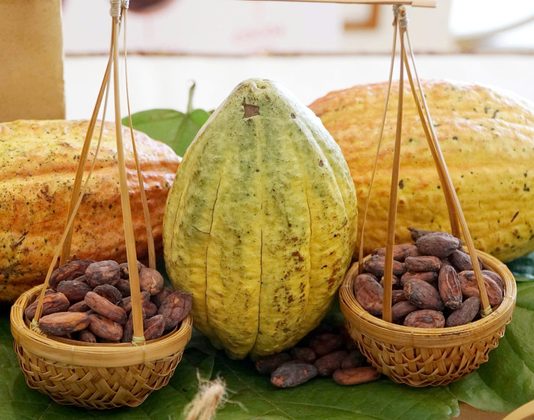 Liên kết xây dựng vùng ca cao nguyên liệu