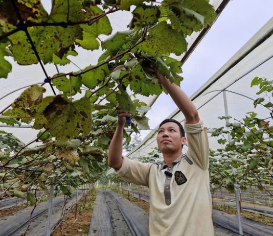 Người đàn ông đưa cây “quý tộc” về miền núi… làm giàu