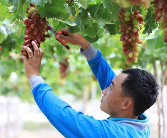 Ninh Thuận có hơn 825ha sản xuất nông nghiệp công nghệ cao