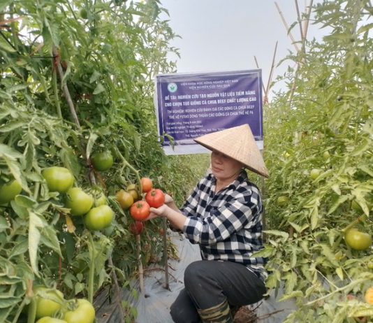 Chọn tạo thành công hàng chục dòng thuần giống cà chua Beef