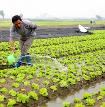 Chuẩn bị nguồn cung rau màu phục vụ thị trường Tết