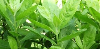 Cúc tần loại rau dại được xem như “thần dược”