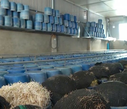 Hóa chất 6-Benzylaminopurine làm giá đỗ “siêu tốc” âm thầm “đầu độc” người tiêu dùng ra sao?