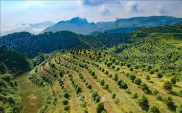 Hướng đi mới cho nông nghiệp địa phương