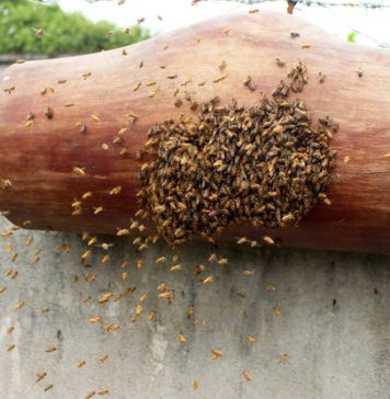 Nhộn nhịp mùa săn ong mật giống