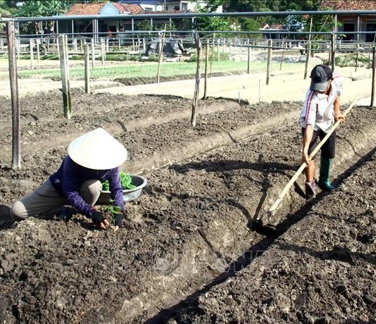 Nông dân hối hả vào vụ cung ứng rau cho Tết