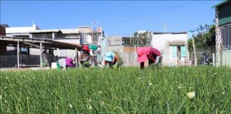 Nông dân kỳ vọng vụ hành Tết bội thu