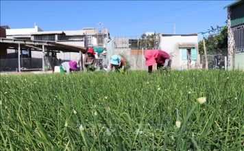 Nông dân kỳ vọng vụ hành Tết bội thu