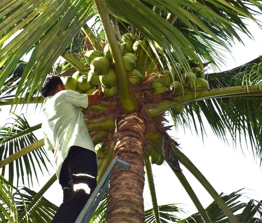 Nông nghiệp Bình Định chuyển mạnh sang sản xuất GAP, hữu cơ