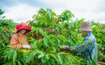 Nông nghiệp giúp tỉnh Đắk Nông đạt thu nhập bình quân gần 82 triệu đồng/người/năm