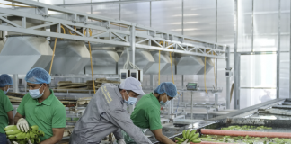Đổ hàng tỷ USD vào nông nghiệp, các đại gia Việt nhận lại được gì?