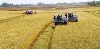 Triển khai cho vay hỗ trợ liên kết sản xuất, chế biến và tiêu thụ sản phẩm lúa gạo
