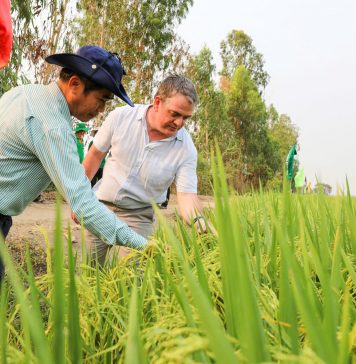 Trồng lúa giảm phát thải, 8 doanh nghiệp gạo được thưởng 3,2 tỷ đồng