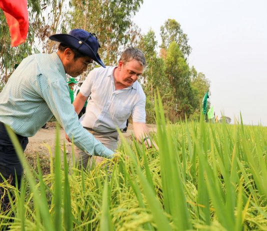 Trồng lúa giảm phát thải, 8 doanh nghiệp gạo được thưởng 3,2 tỷ đồng