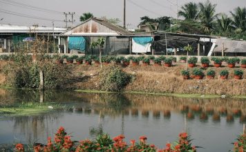 Về miền Tây ghé thăm vườn hoa cảnh rực rỡ vào vụ Tết