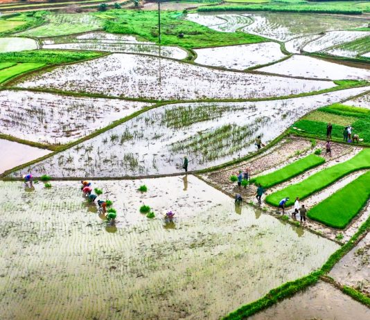 7 địa phương đã hoàn thành lấy nước gieo cấy vụ Đông Xuân