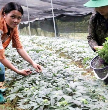 Bà con nông dân ở huyện Bắc Hà (Lào Cai) thu hoạch hoa tam thất