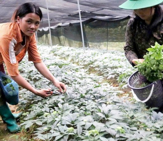 Bà con nông dân ở huyện Bắc Hà (Lào Cai) thu hoạch hoa tam thất