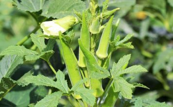 Đậu bắp “nhân sâm xanh” giúp cơ thể khỏe mạnh và dẻo dai