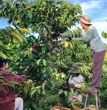 Dự báo xuất khẩu cà phê cán mốc 6 tỷ USD