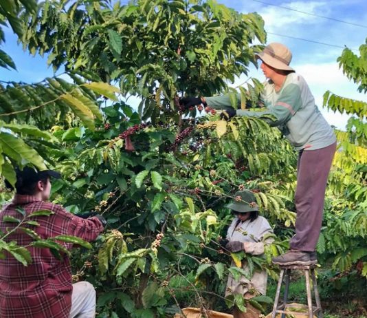 Dự báo xuất khẩu cà phê cán mốc 6 tỷ USD