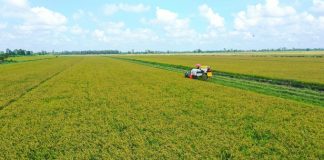 Gạo sạch từ những cánh đồng xanh