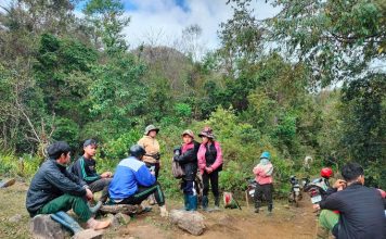 Hối hả lên rừng chăm sóc sâm Ngọc Linh